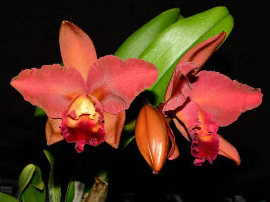 Rhyncattleanthe Fabricio Suarez