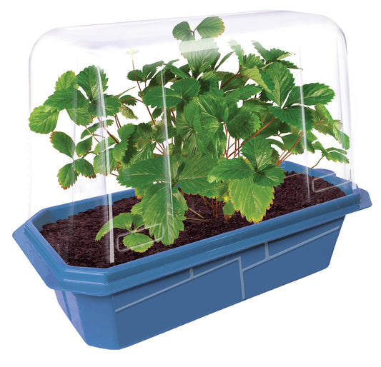 Sweet Everbearing Strawberries Sprouter Terrarium