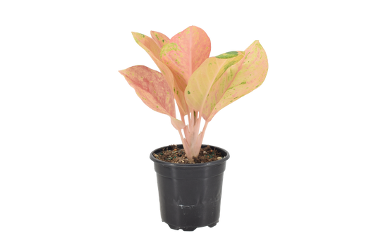 Aglaonema Pink Emerald 4 inch Grower Pot