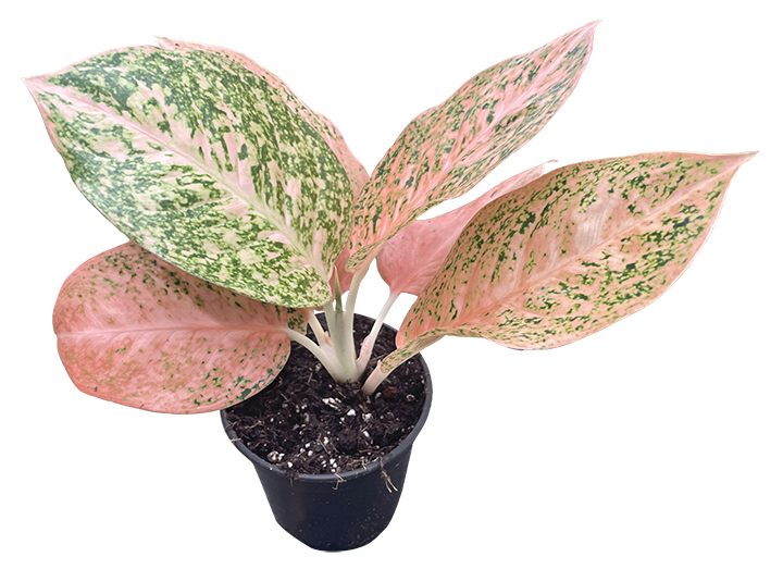 Aglaonema Orange Stardust 4 inch Grower Pot