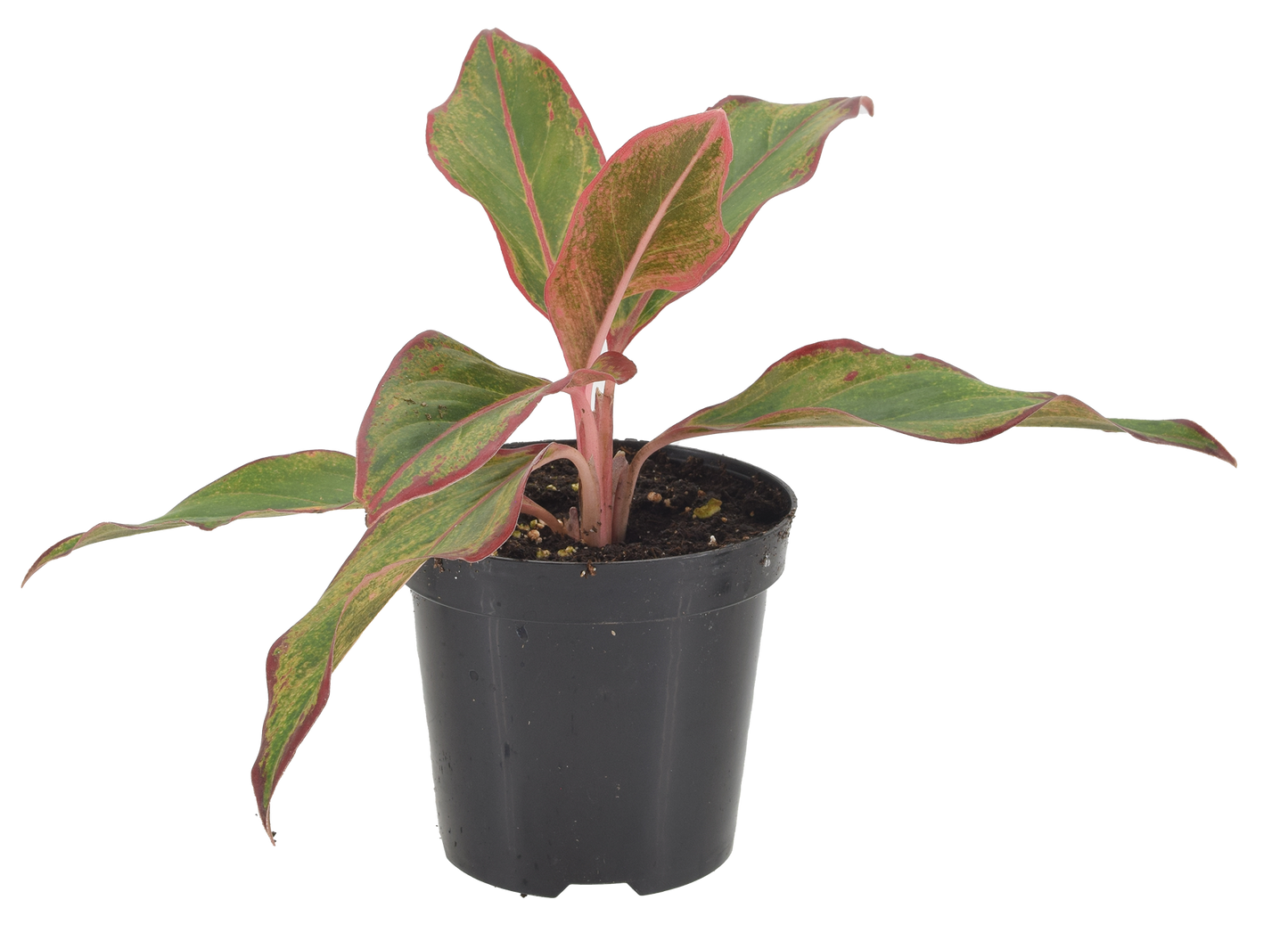 Aglaonema Aurora Siam 4 inch Grower Pot