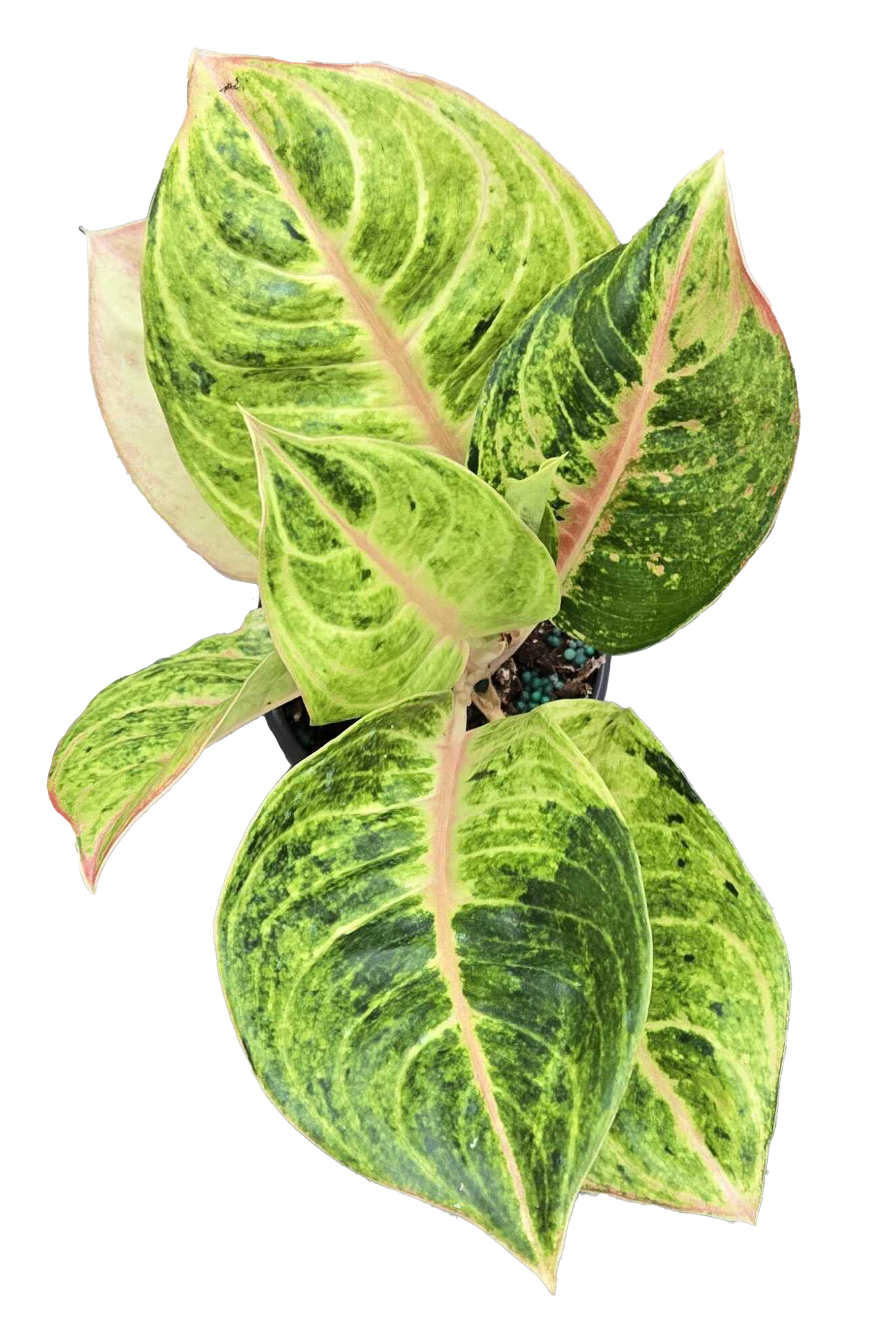 Aglaonema Mahasombat 4 inch Grower Pot
