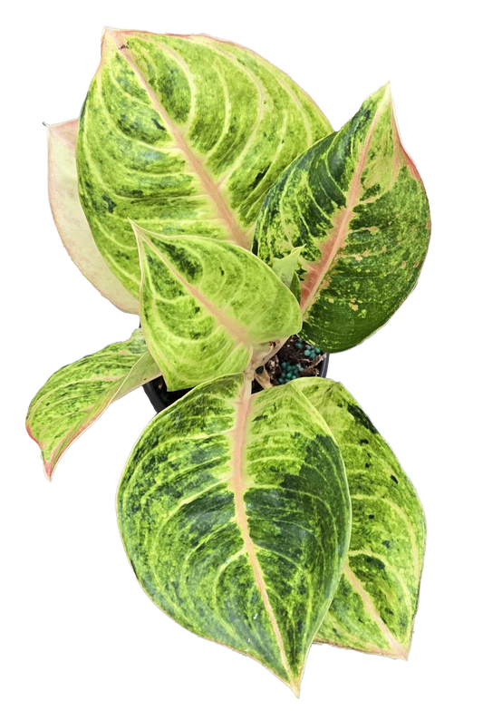 Aglaonema Mahasombat 4 inch Grower Pot