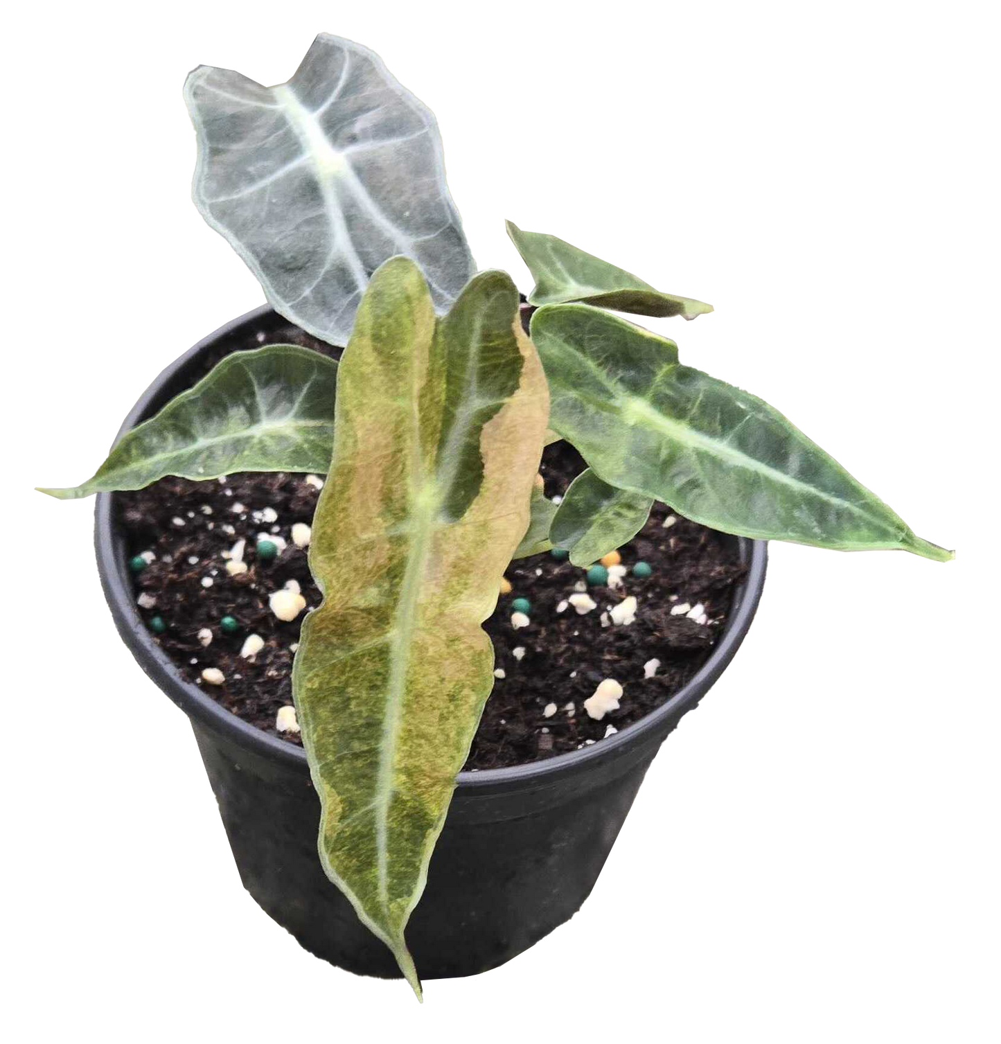 Alocasia Polly Variegated 4 inch Grower Pot