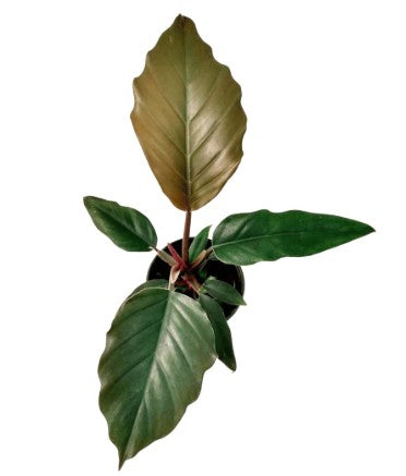 Philodendron Chocolate Empress