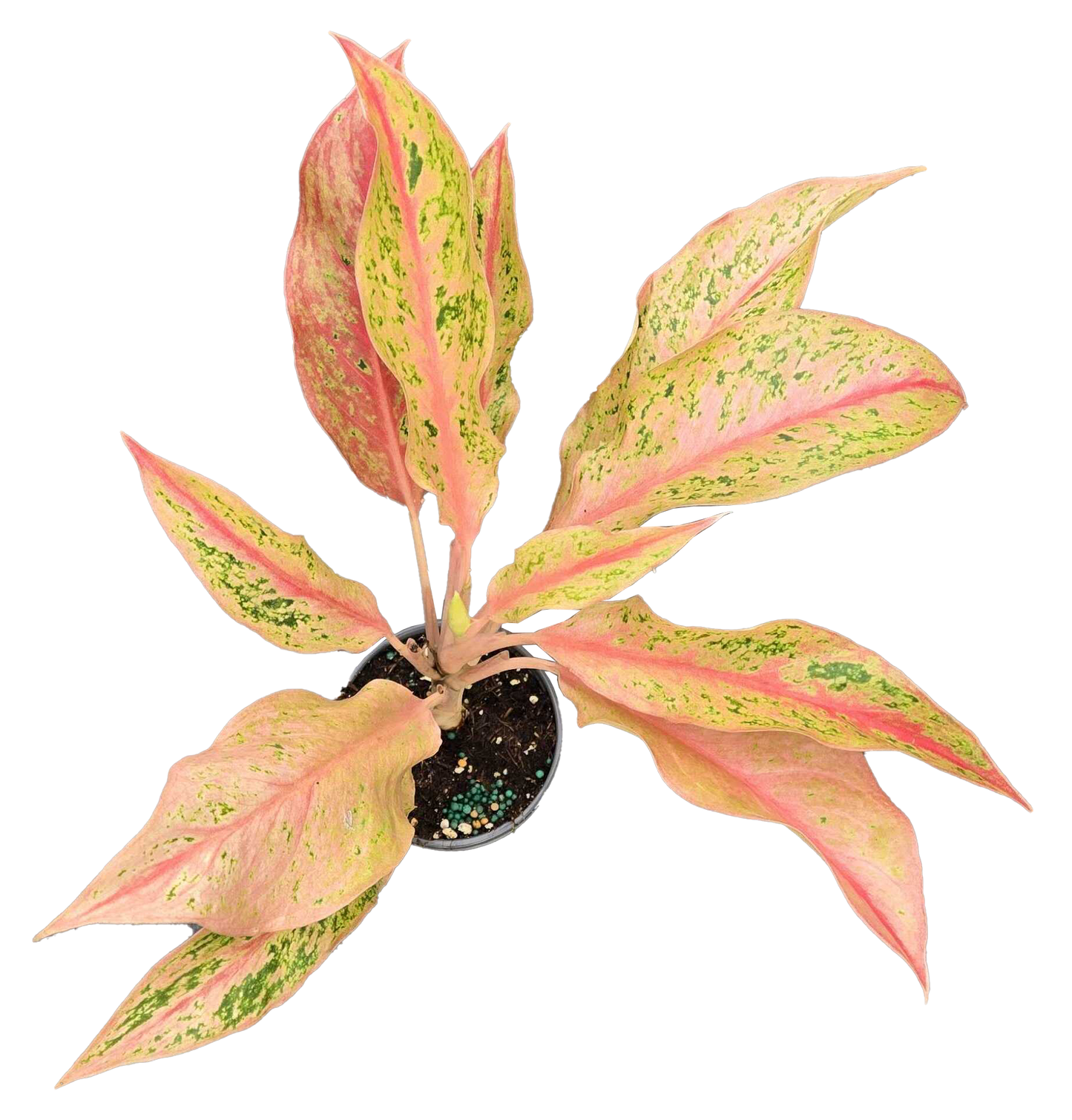 Aglaonema Pink Baramee 4 inch Grower Pot