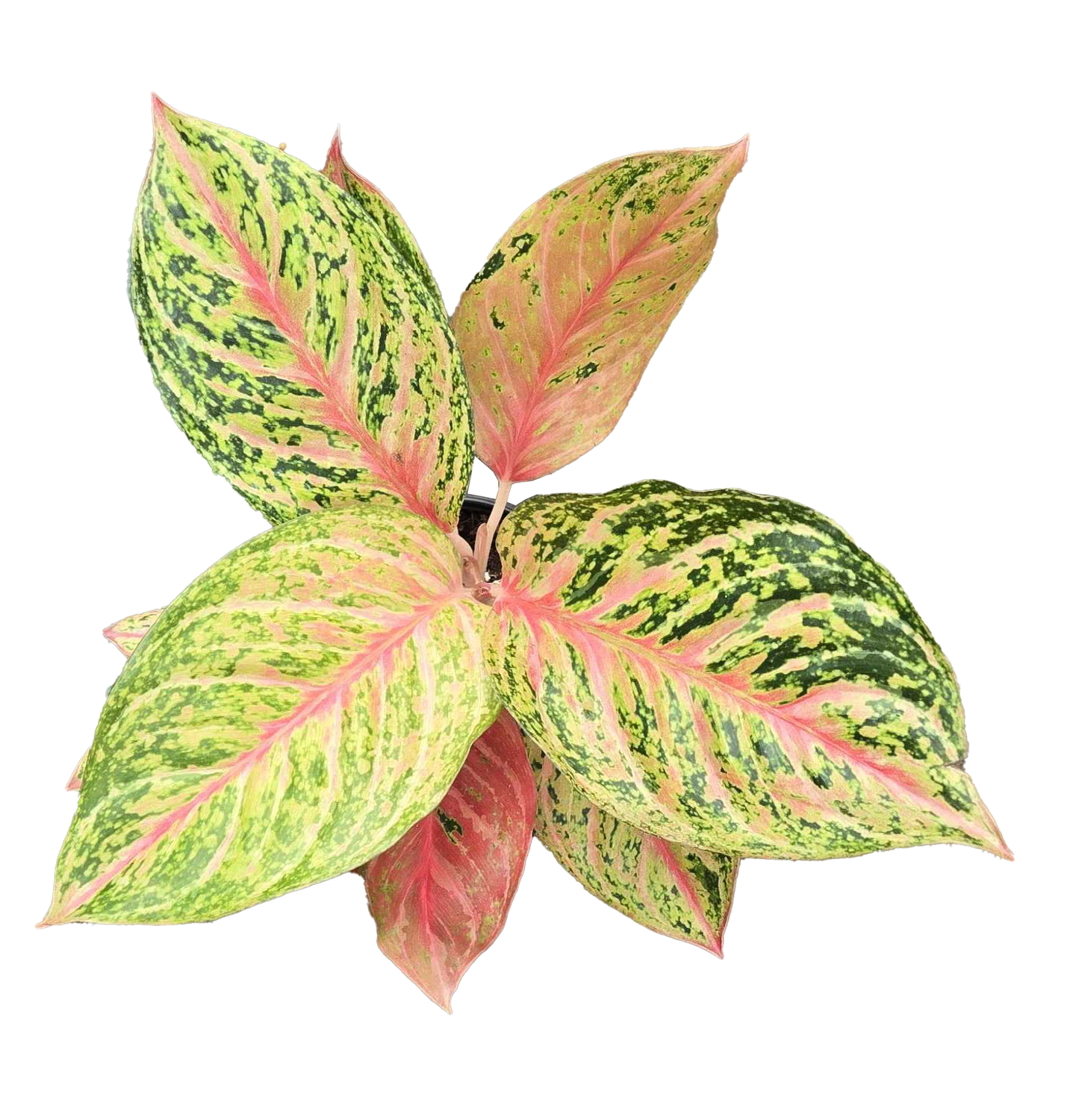 Aglaonema Miss Thailand 4 inch grower pot