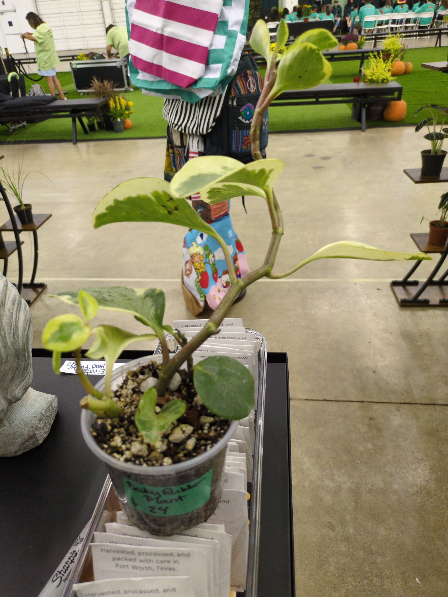 Baby Rubber Plant