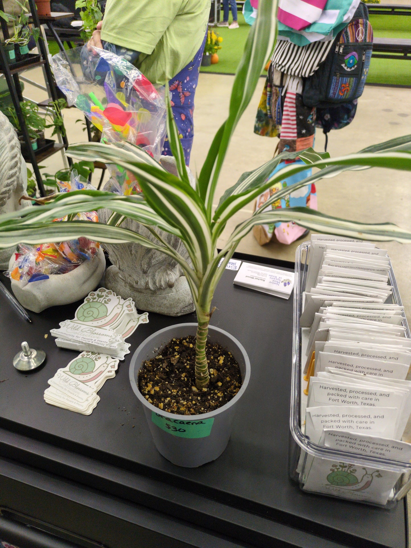 Dracaena