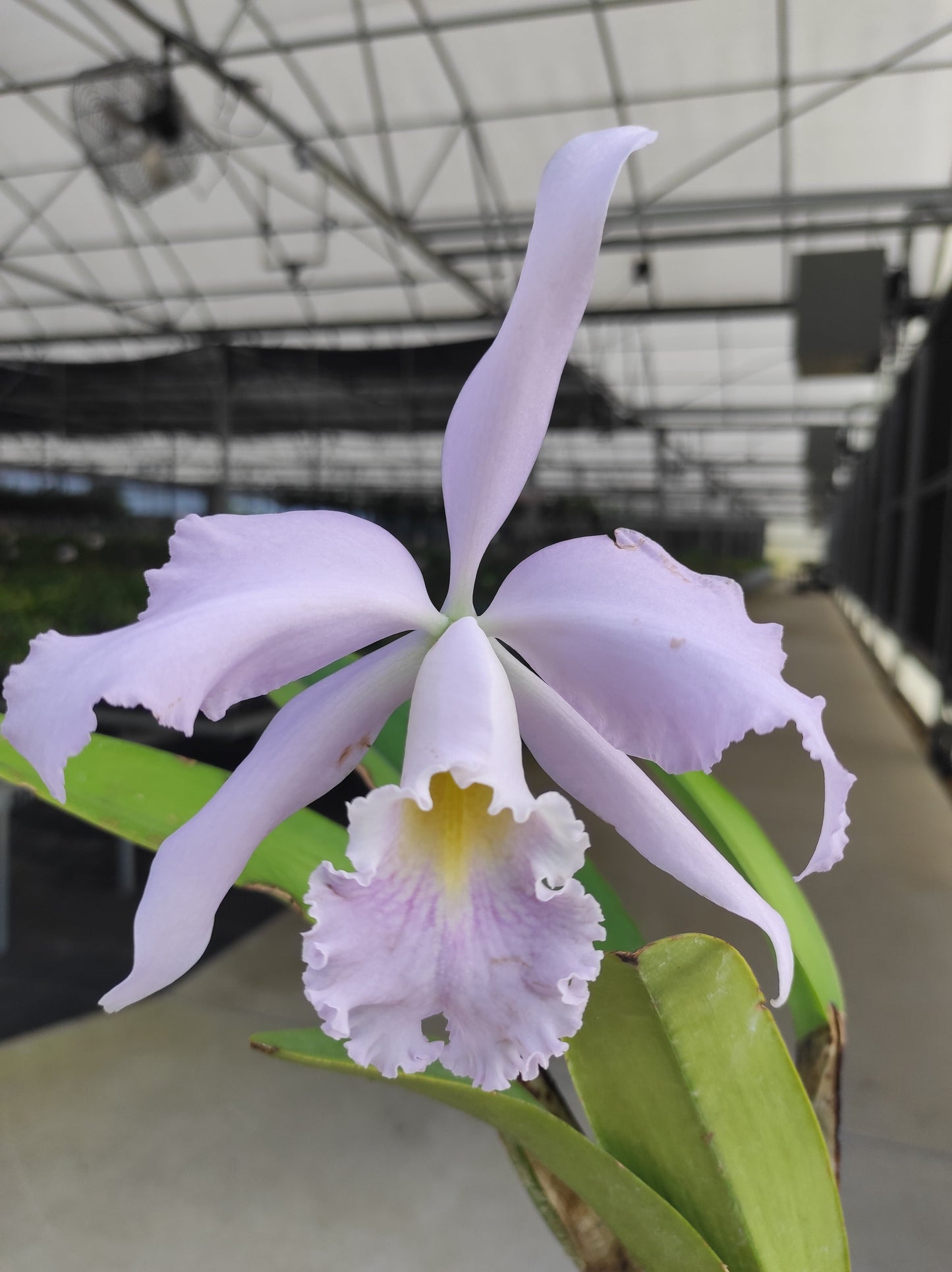 Cattleya Milo (1910) f. coerulea