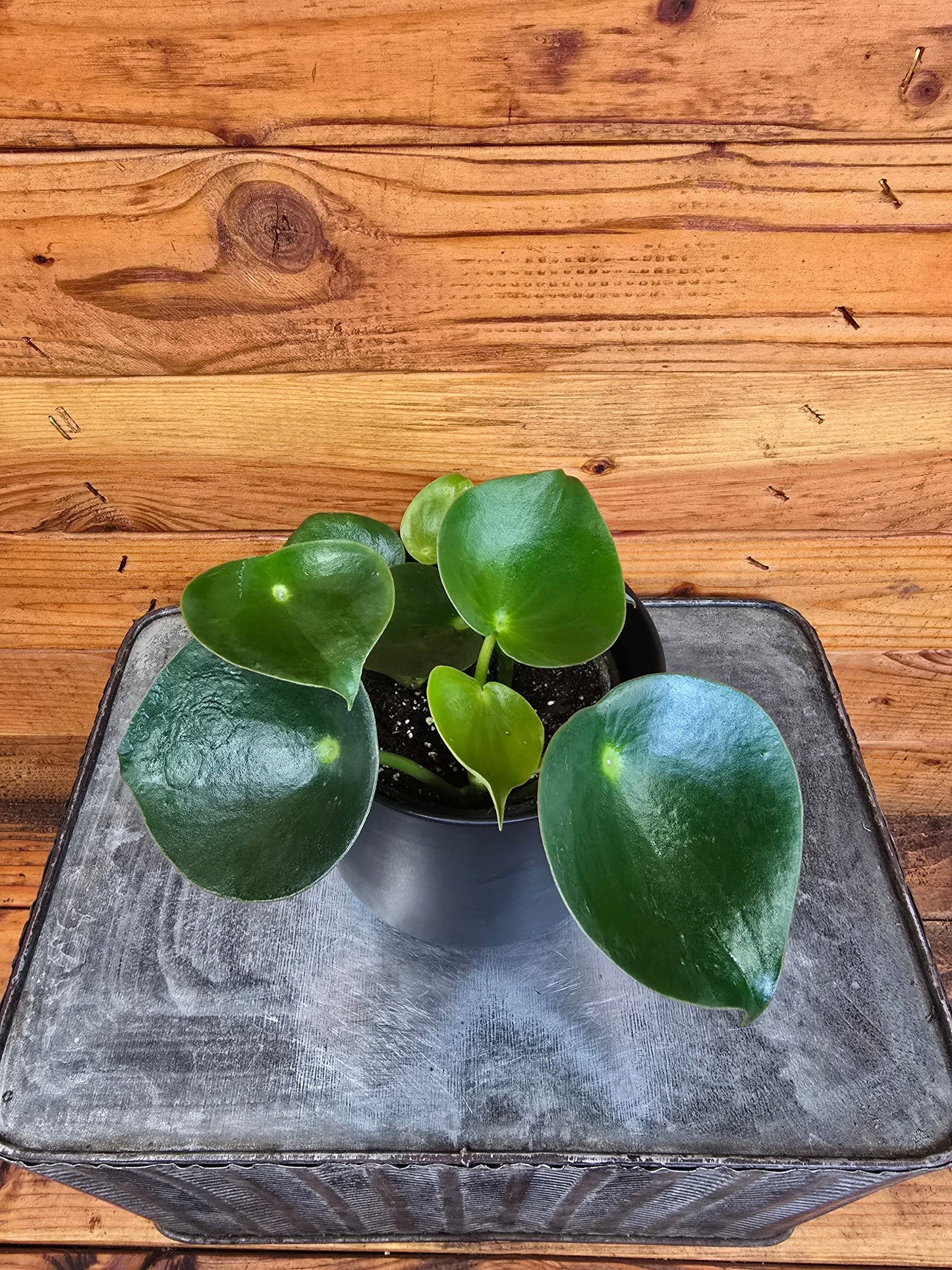 Peperomia Polybotrya Raindrop, 4" Plant
