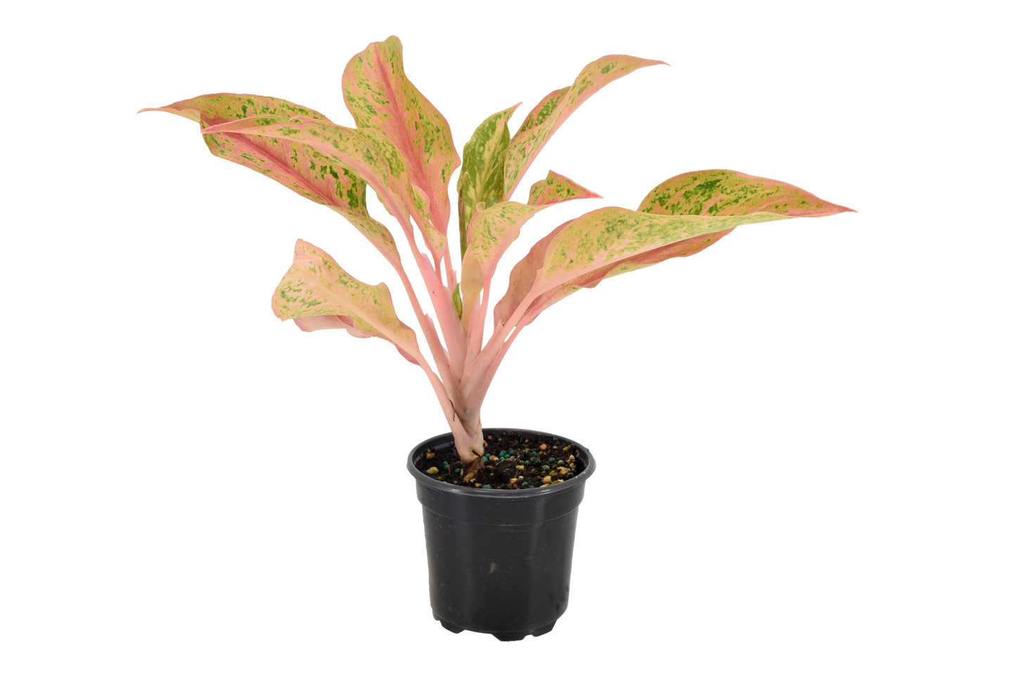 Aglaonema Pink Baramee 4 inch Grower Pot