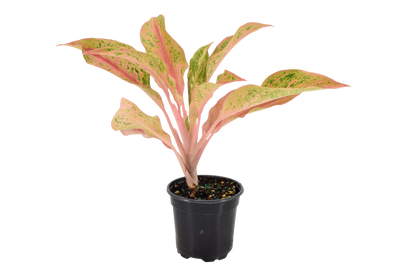Aglaonema Pink Baramee 4 inch Grower Pot