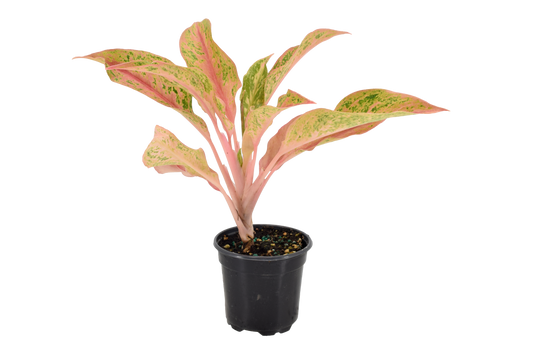 Aglaonema Pink Baramee 4 inch Grower Pot
