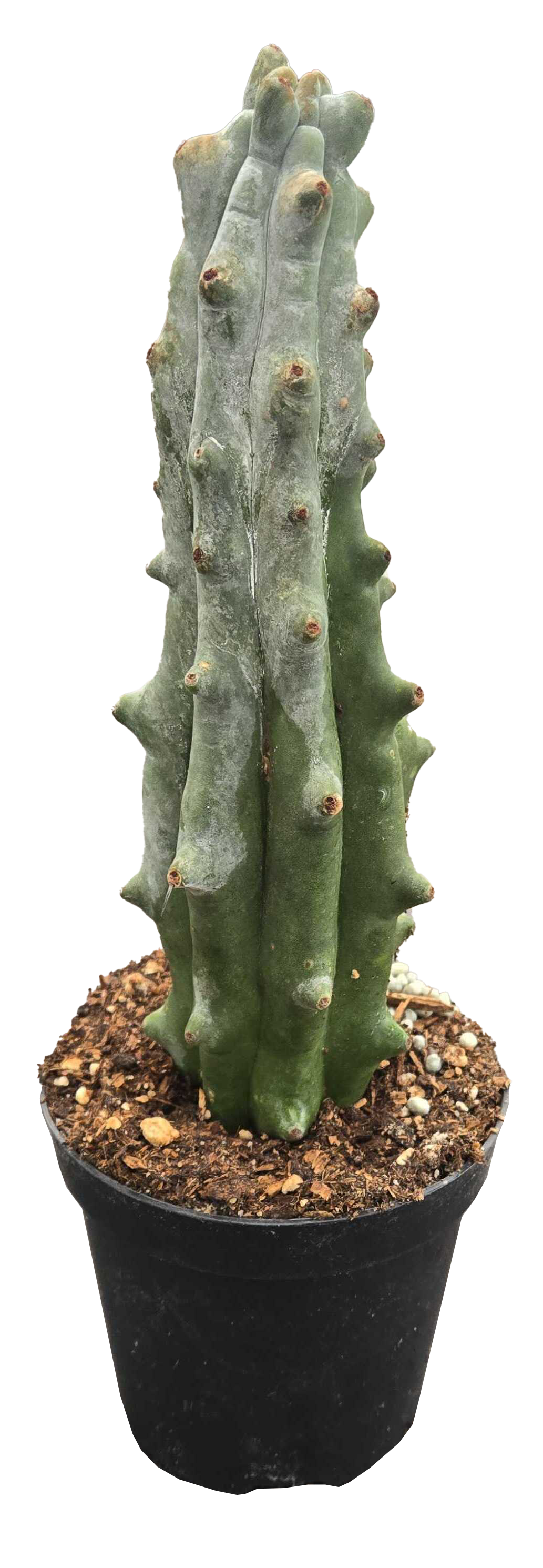 Cactus Ghost White Boobie 4 inch Grower Pot