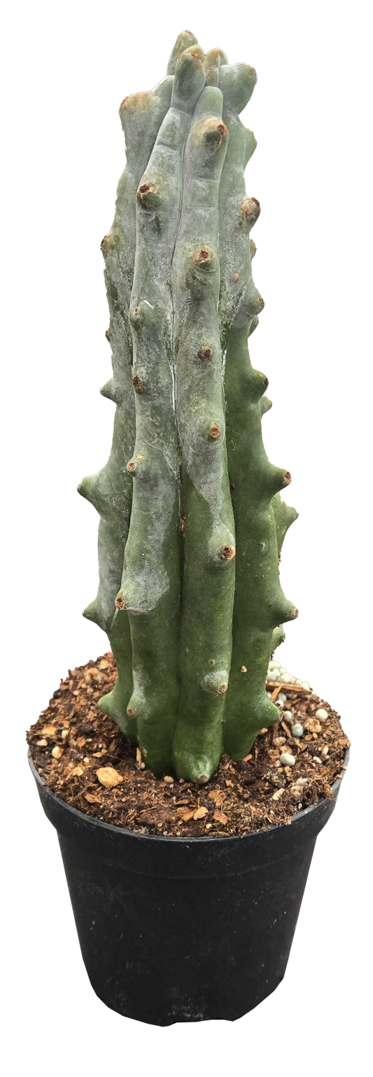Cactus Ghost White Boobie 4 inch Grower Pot