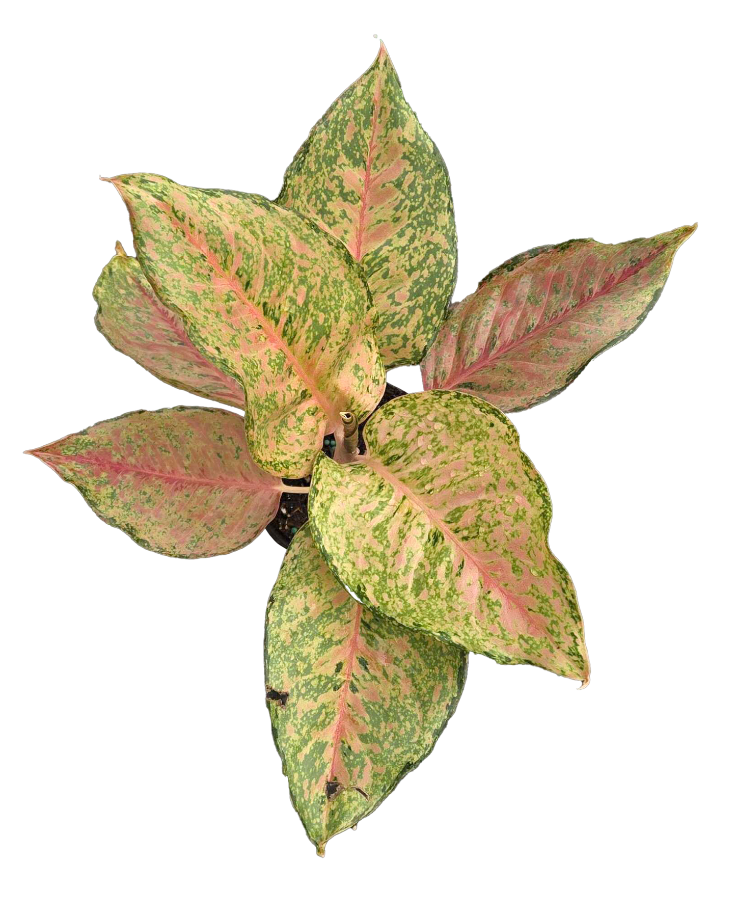 Aglaonema Fortune 4 inch Grower Pot