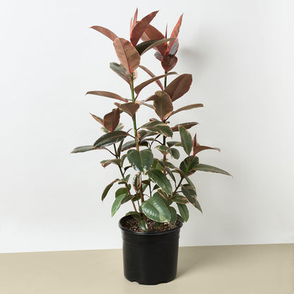 Ficus Elastica 'Ruby Pink'