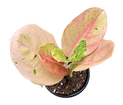 Aglaonema Pink Emerald 4 inch Grower Pot
