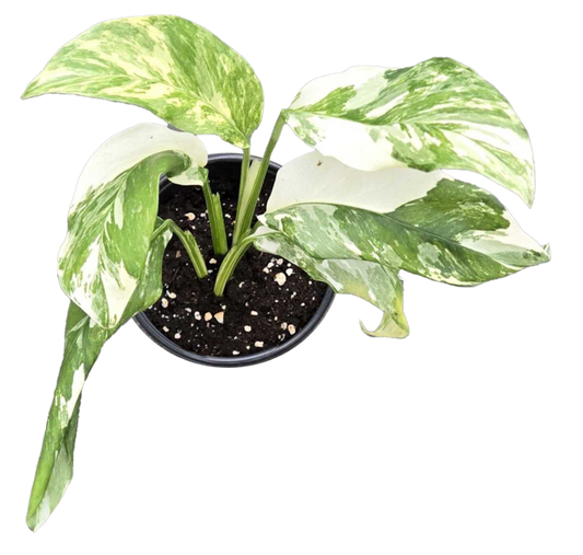 Monstera Lecheriana 4 inch Grower Pot