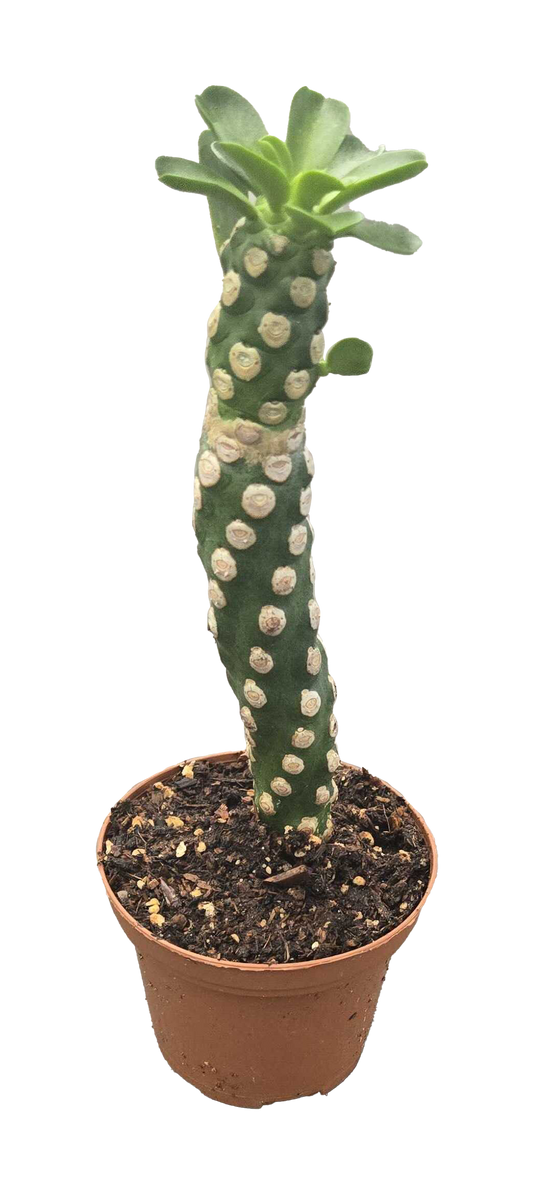 Euphorbia Royleana Boiss 3 inch Grower Pot