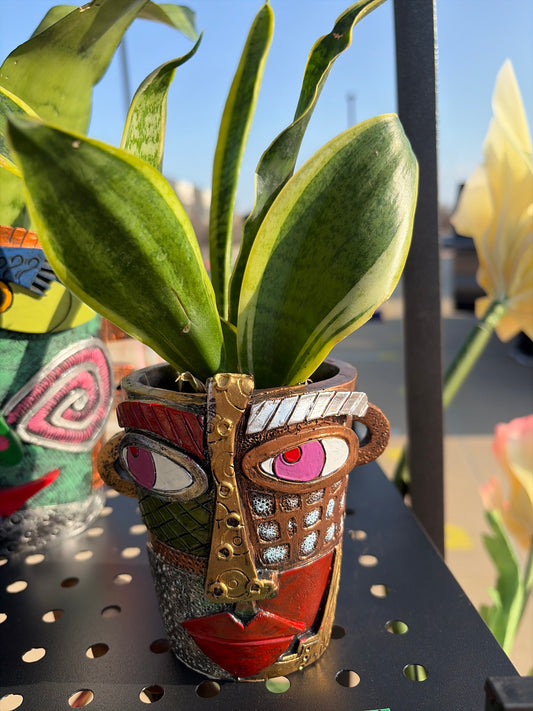 Snake ‘Laurentii’ Variegated with Upgraded Planter