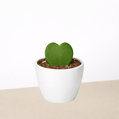 Hoya 'Sweetheart'