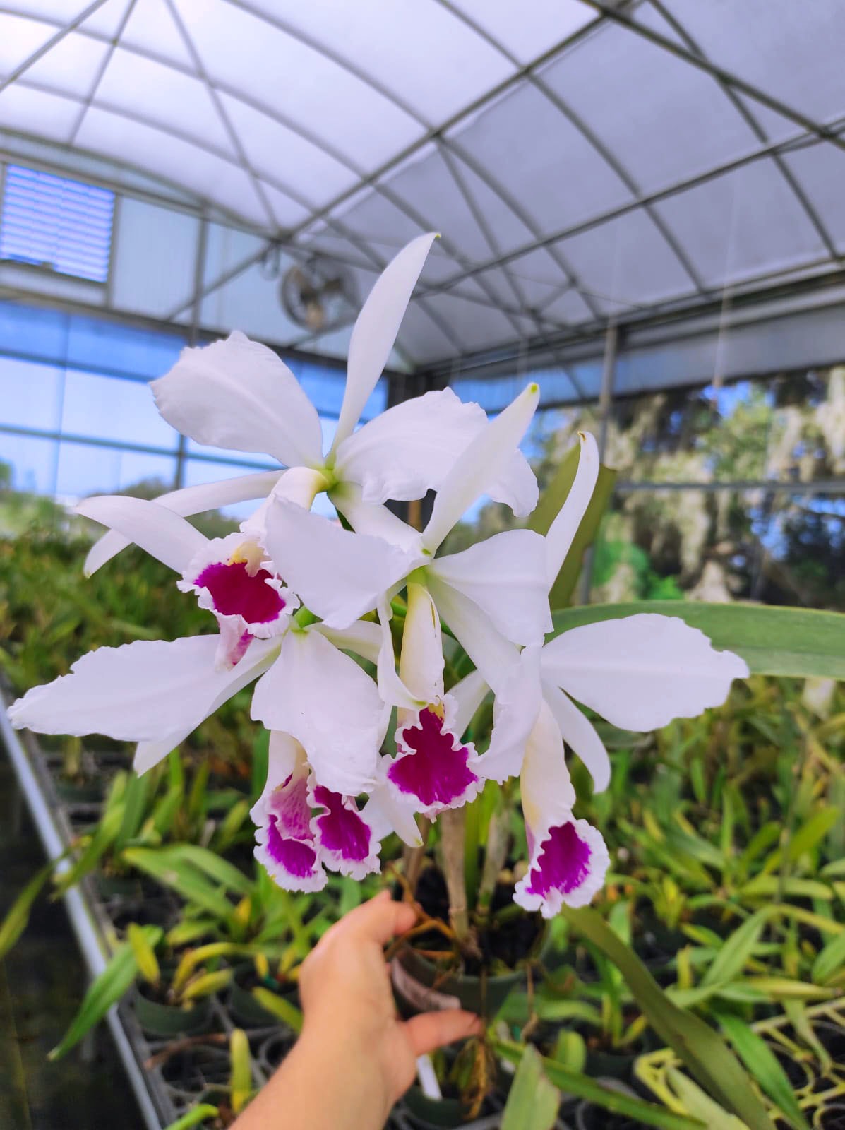 Cattleya jenmanii f. semialba