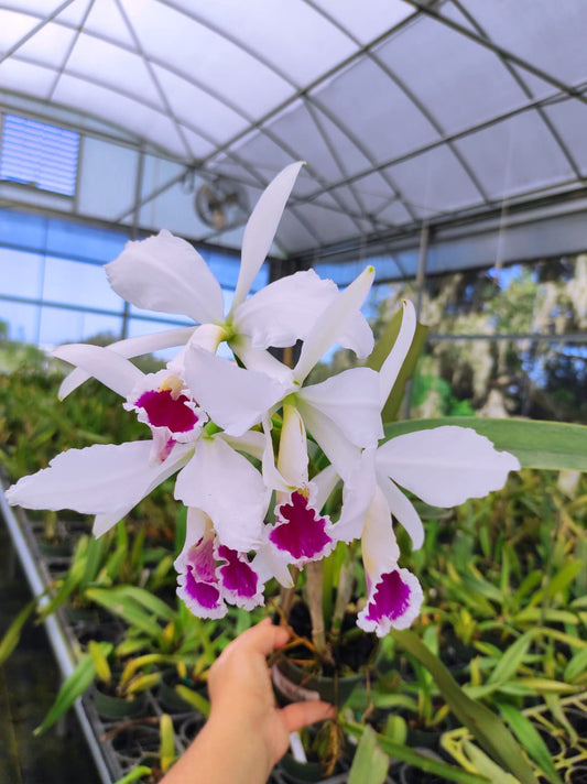 Cattleya jenmanii f. semialba