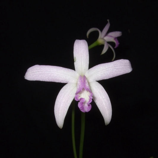 Cattleya caulescens f. coerulea