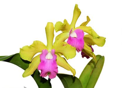 Rhyncholaeliocattleya Ivan Portilla