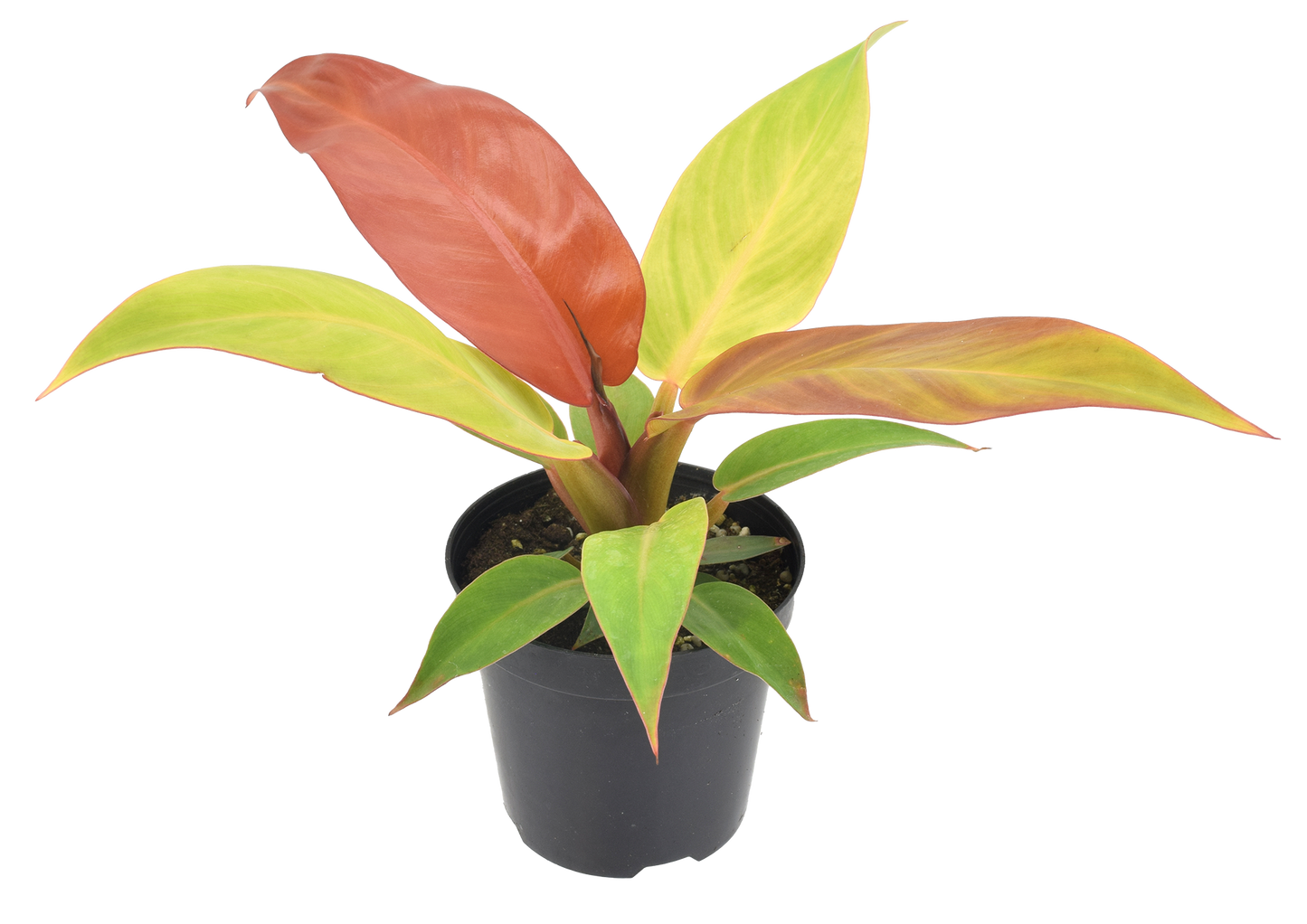 Philodendron Sun Red 4 inch Grower Pot