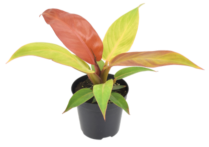 Philodendron Sun Red 4 inch Grower Pot