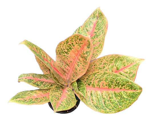 Aglaonema Harley Queen 4 inch Grower Pot