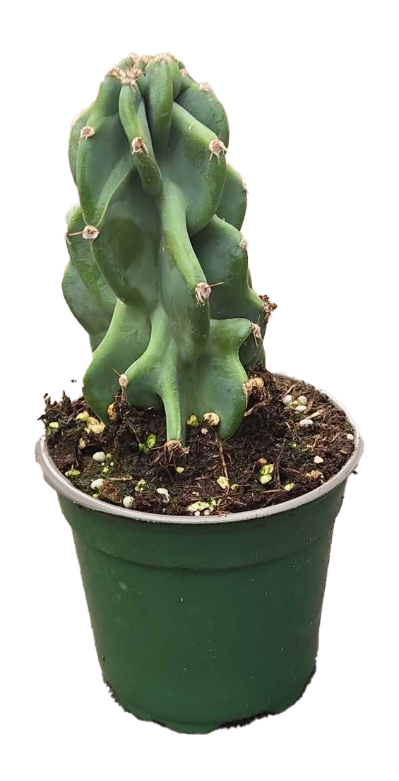 Cactus Cereus Peruvianus Monstrose ‘Apple Cactus’ 4" GP