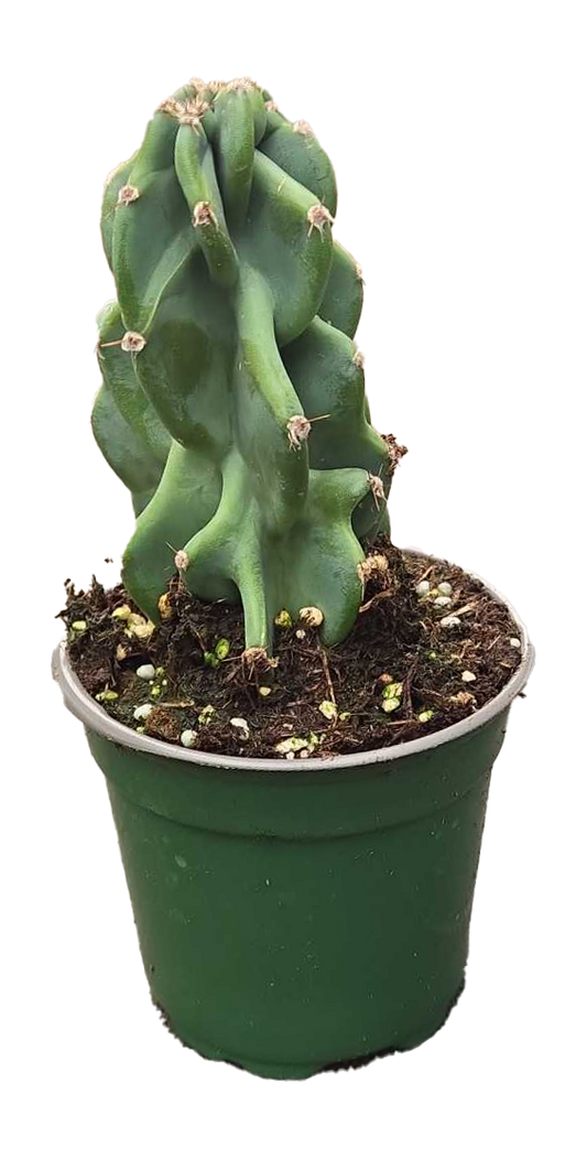 Cactus Cereus Peruvianus Monstrose ‘Apple Cactus’ 4" GP