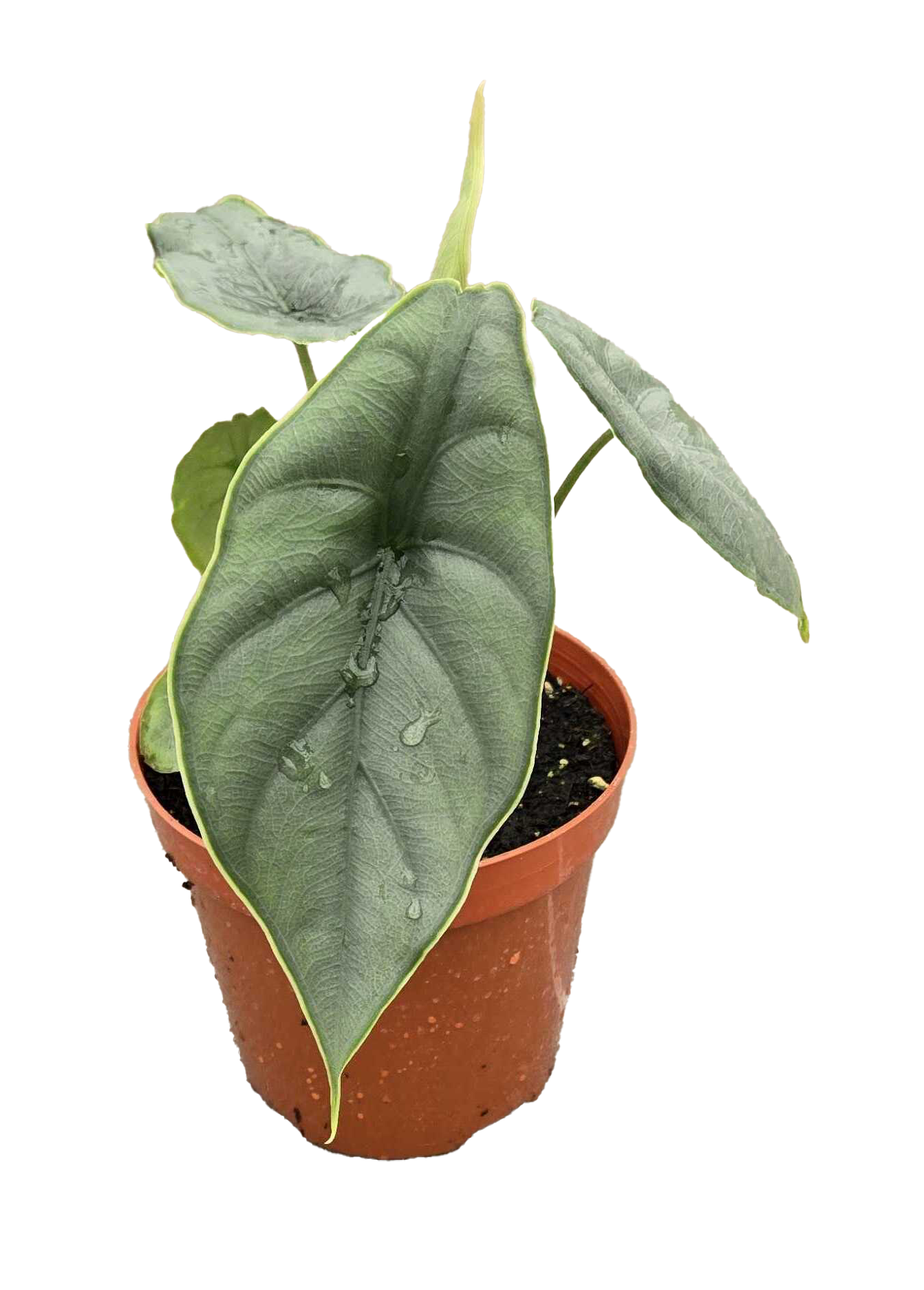 Alocasia Puncakborneensis 4 inch Grower Pot