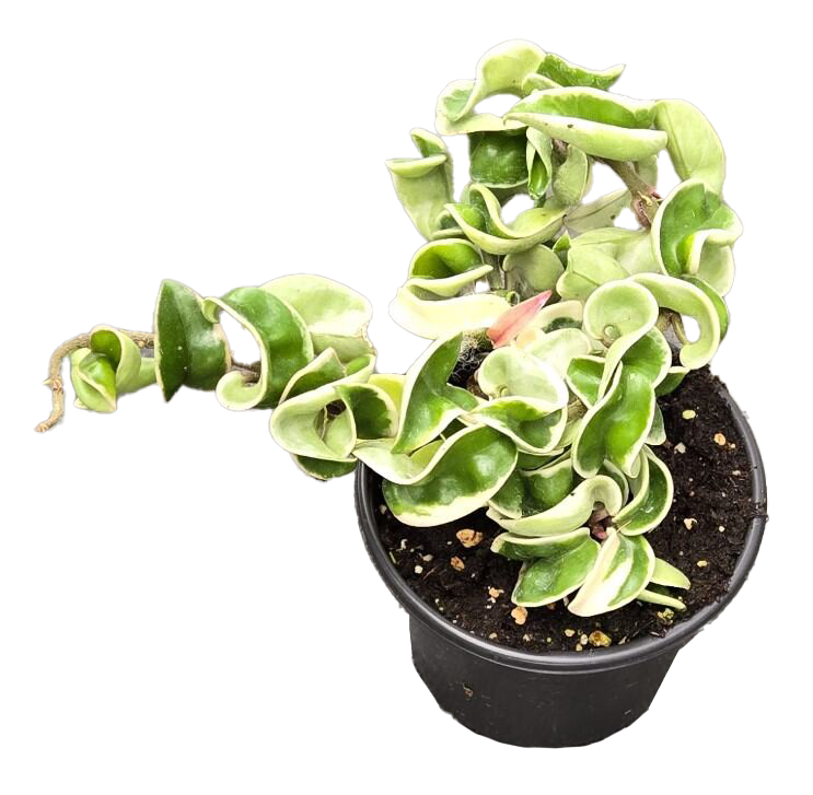 Hoya Hindu Rope Variegated 4 inch Grower Pot