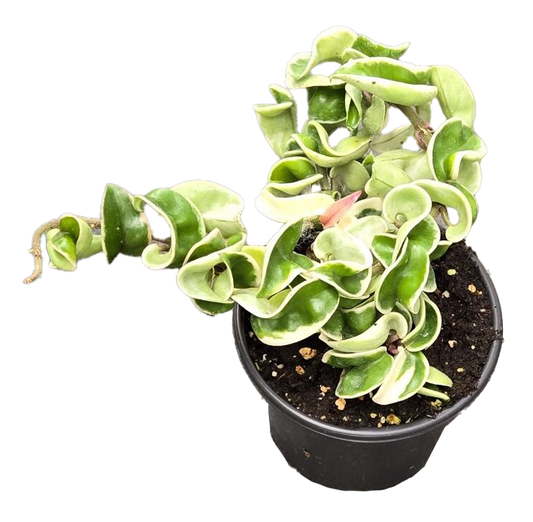 Hoya Hindu Rope Variegated 4 inch Grower Pot