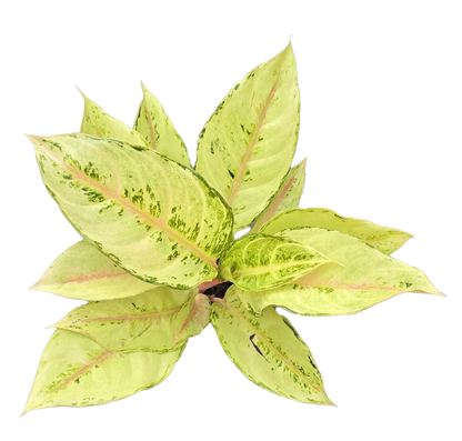 Aglaonema Lucky 4 inch Grower Pot