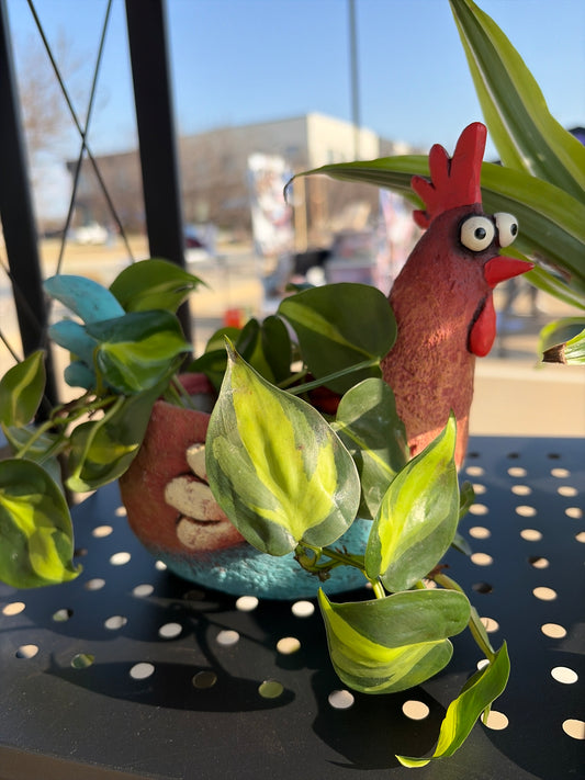 Philodendron Brazil with Upgraded Planter (rooster)
