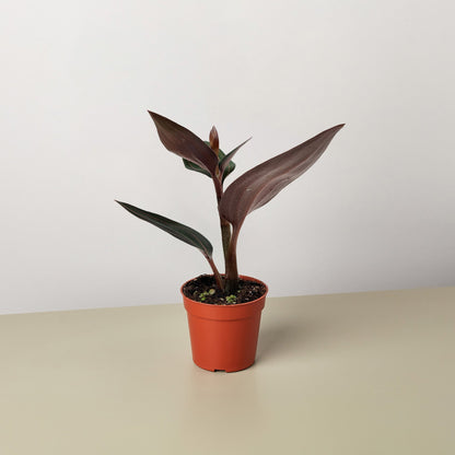 Ludisia Discolor
