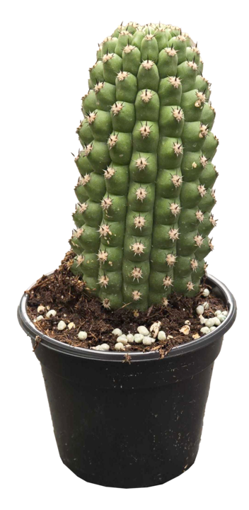 Trichocereus Brevispinulosu 4 inch Grower Pot