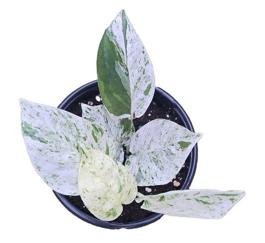 Epipremnum Marble 4 inch Grower Pot