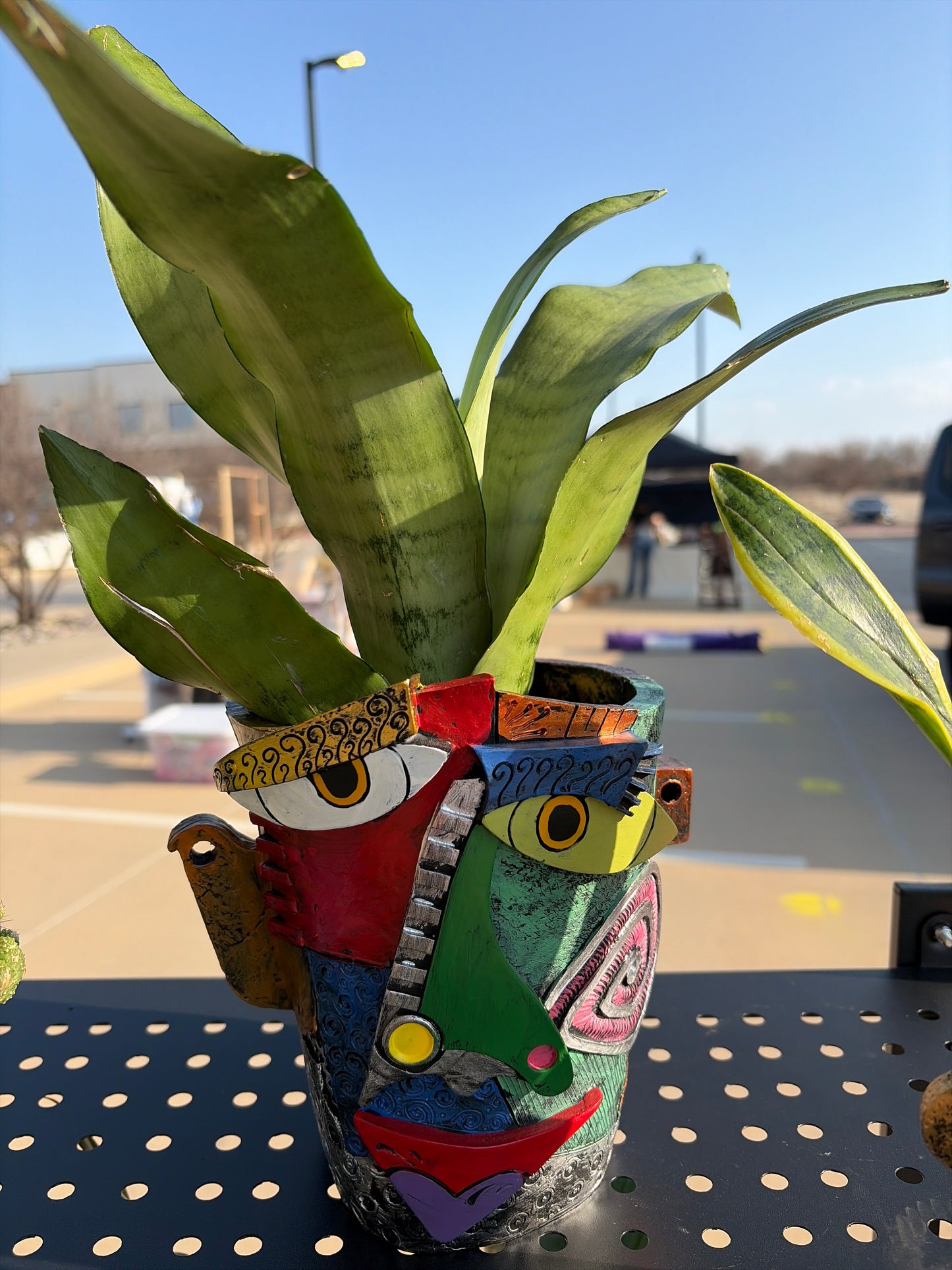 Dracaena trifasciata moonshine in upgraded planter