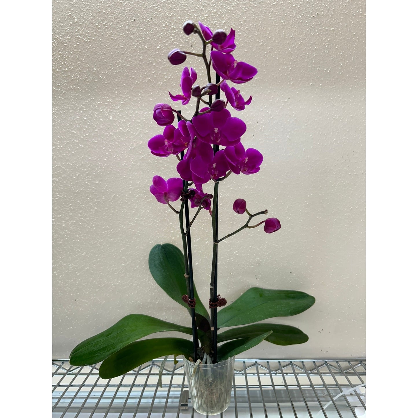 Orchid 'Purple Phalaenopsis'