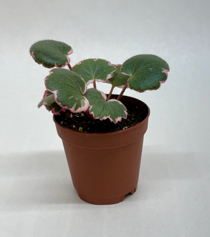 Saxifraga Tricolor