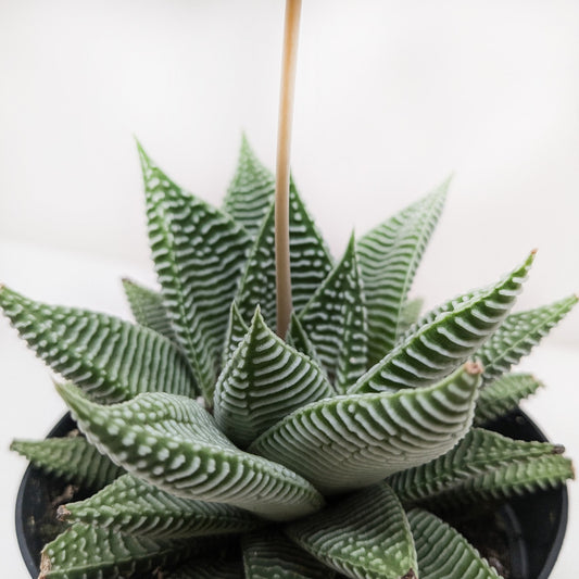 Succulent Haworthia Miami