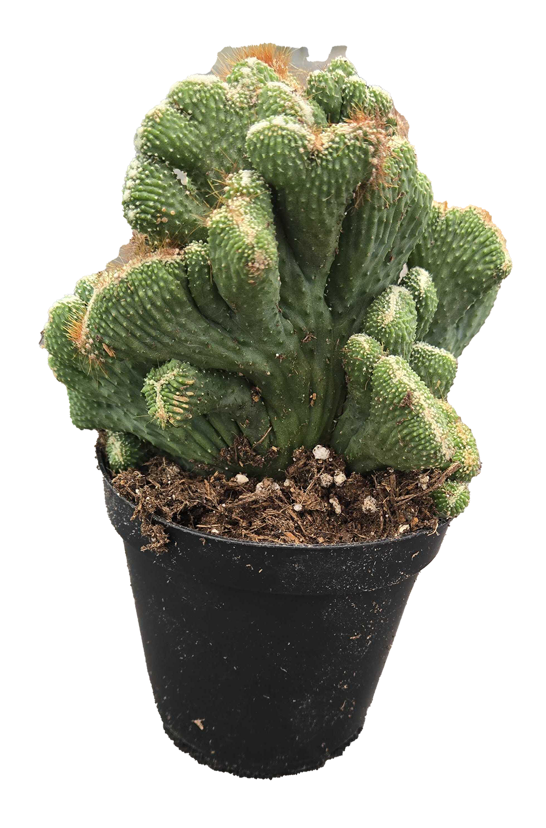 Cactus Coral Green  6 inch Grower Pot