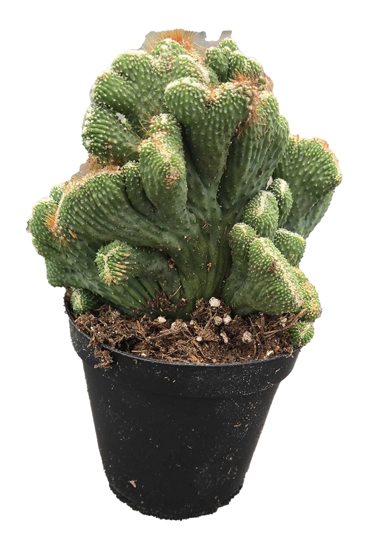 Cactus Coral Green  6 inch Grower Pot